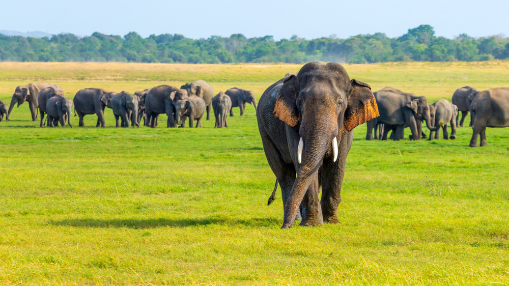 Elephants in One of Sri Lanka's National Parks | Sri Lanka Holidays | The Ultimate Travel Company