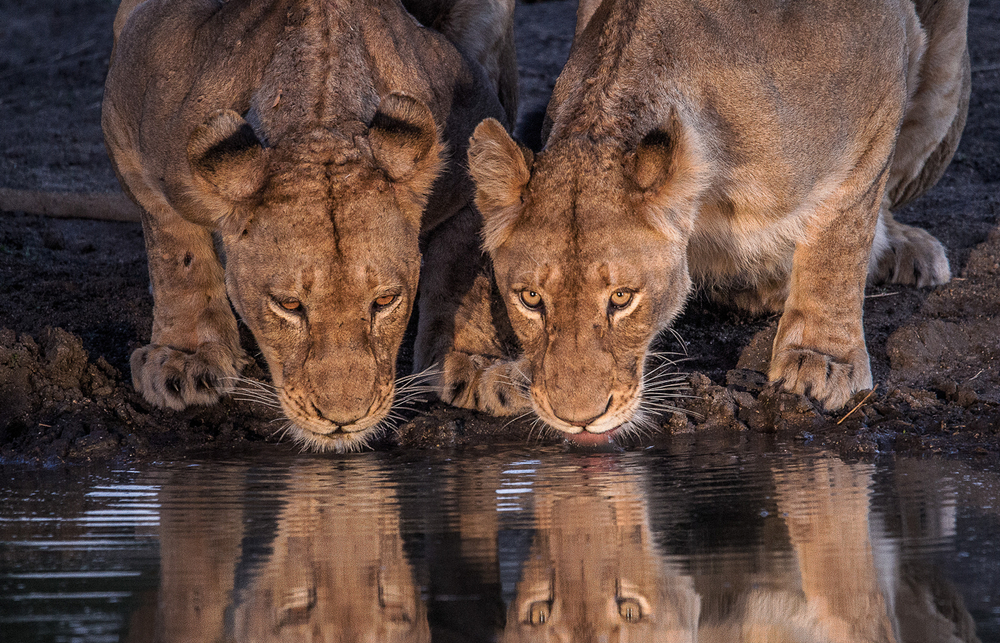 Sabi Sands | South Africa | Ultimate Travel Company