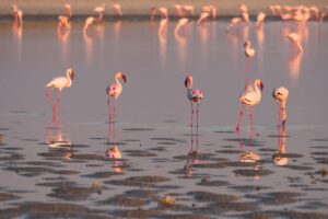 Flamingos in the Makgadikgadi Pans | Luxury Botswana Holidays | The Ultimate Travel Company