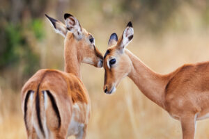 Two Impalas | Kenya Holidays | Kenya Safaris | The Ultimate Travel Company