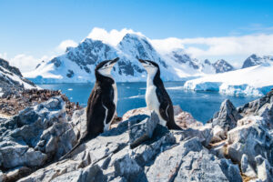 Two Chinstrap Penguins | Luxury Antarctica Holidays | The Ultimate Travel Company