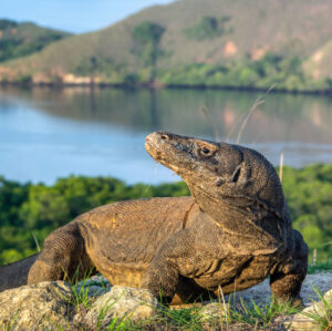 Komodo Island | Komodo | Ultimate Travel Company
