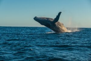 Whale Watching in Madagascar | Luxury Madagascar Holidays | The Ultimate Travel Company