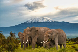 Elephants and Mount Kilimanjaro at Amboseli National Park | Kenya Holidays | The Ultimate Travel Company