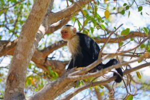 Papagayo Peninsula | Wildlife | The Ultimate Travel Company