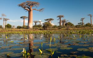 Madagascar | The Ultimate Travel Company