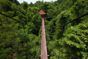 Canopy Walk in the Primary Rainforest in Danum Valley | Borneo Holidays | The Ultimate Travel Company
