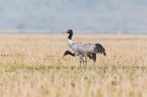 The Black-Necked Crane in Gangtey | Luxury Bhutan Holidays | The Ultimate Travel Company