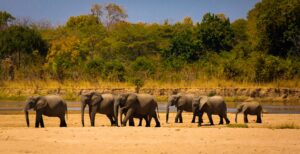 South Luangwa | Zambia | The Ultimate Travel Company