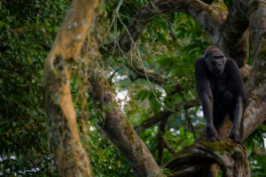 Republic of the Congo | Gorilla | Ultimate Travel Company
