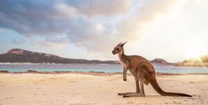Kangaroo Island | Australia | The Ultimate Travel Co