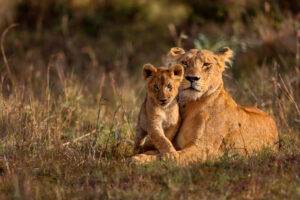 Lioness and Her Cub | Kenya Holidays | Kenya Safaris | The Ultimate Travel Company