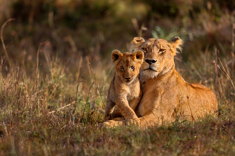 Lioness and Her Cub | Kenya Holidays | Kenya Safaris | The Ultimate Travel Company