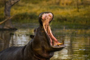 Okavango Delta Hippo | Luxury Botswana Safari Holidays | The Ultimate Travel Company
