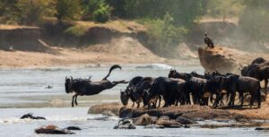 Wildebeest Crossing the Mara River for the Great Migration in the Maasai Mara | Kenya Holidays | Kenya Safaris | The Ultimate Travel Company