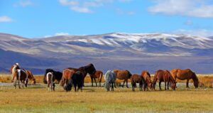 Mongolia | The Ultimate Travel Company