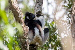 Madagascar | The Ultimate Travel Company