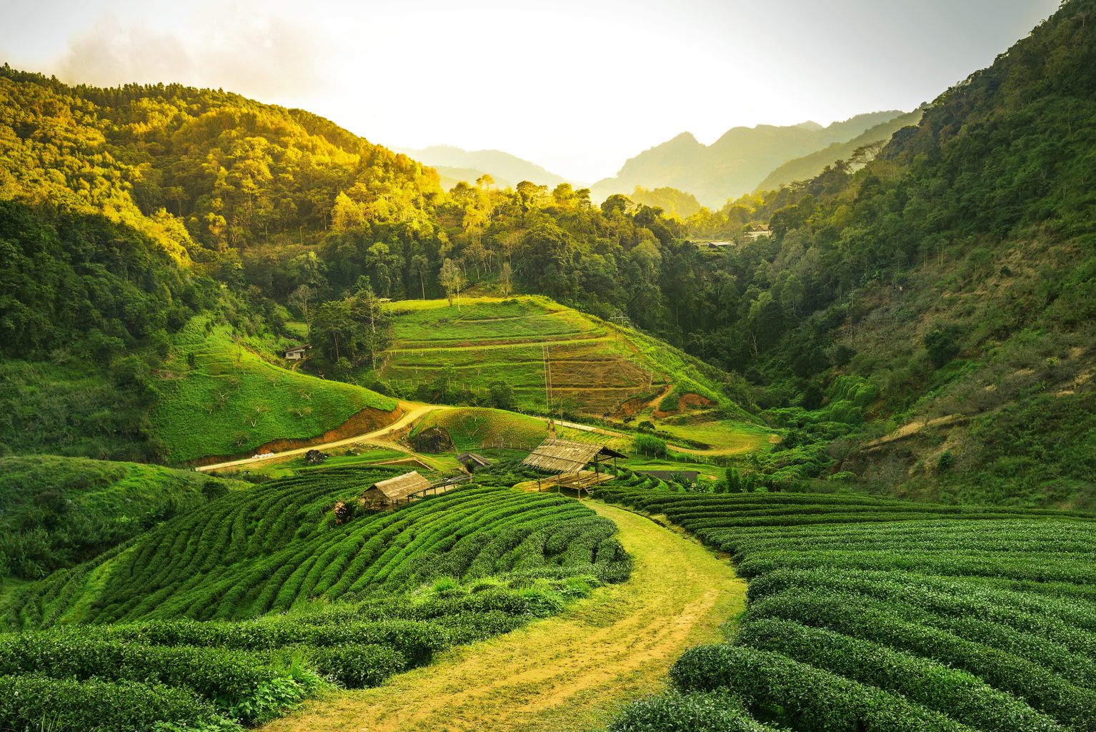 Assam, India | Landscape | Ultimate Travel Company