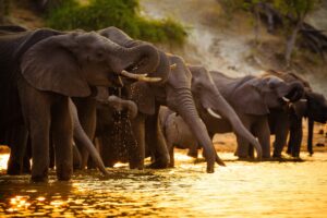 Chobe National Park | Botswana | The Ultimate Travel Company