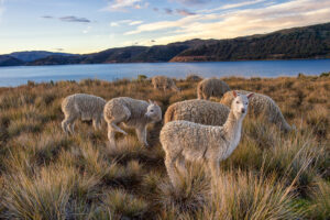 Lake Titicaca | Peru Holidays | The Ultimate Travel Company