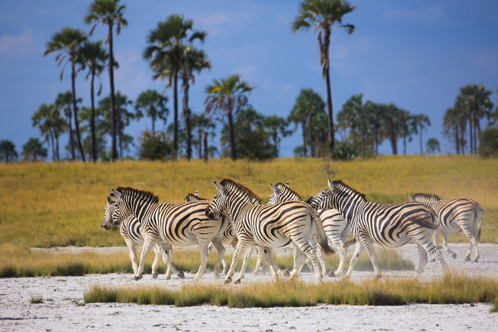 Makgadikgadi Pans | Botswana | Ultimate Travel Company