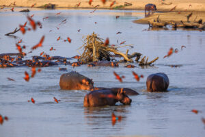 Hippos in South Luangwa National Park | Luxury Zambia Holidays | The Ultimate Travel Company