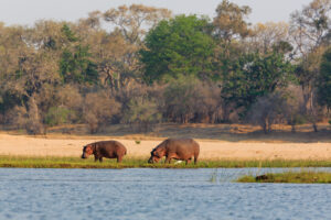 Two Hippos in the Lower Zambezi | Luxury Zambia Holidays | The Ultimate Travel Company