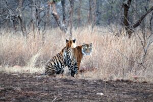 Panna National Park, India | Wildlife | Ultimate Travel Company