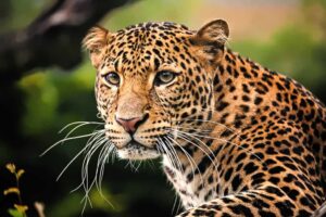 Close-Up of a Jaguar in the Republic of the Congo | Luxury Congo Holidays | The Ultimate Travel Company