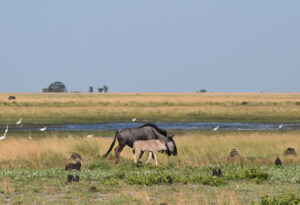 Liuwa Plain National Park | Liuwa | Ultimate Travel Company