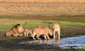 Liuwa Plain National Park | Lion | Ultimate Travel Company