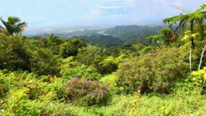 Lush Rainforest in Puerto Rico