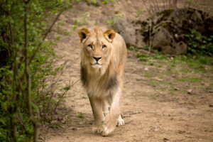 Lioness in Kafue National Park | Luxury Zambia Holidays | The Ultimate Travel Company
