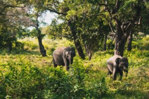 Sri Lanka's National Parks | Sri Lanka | Ultimate Travel Company