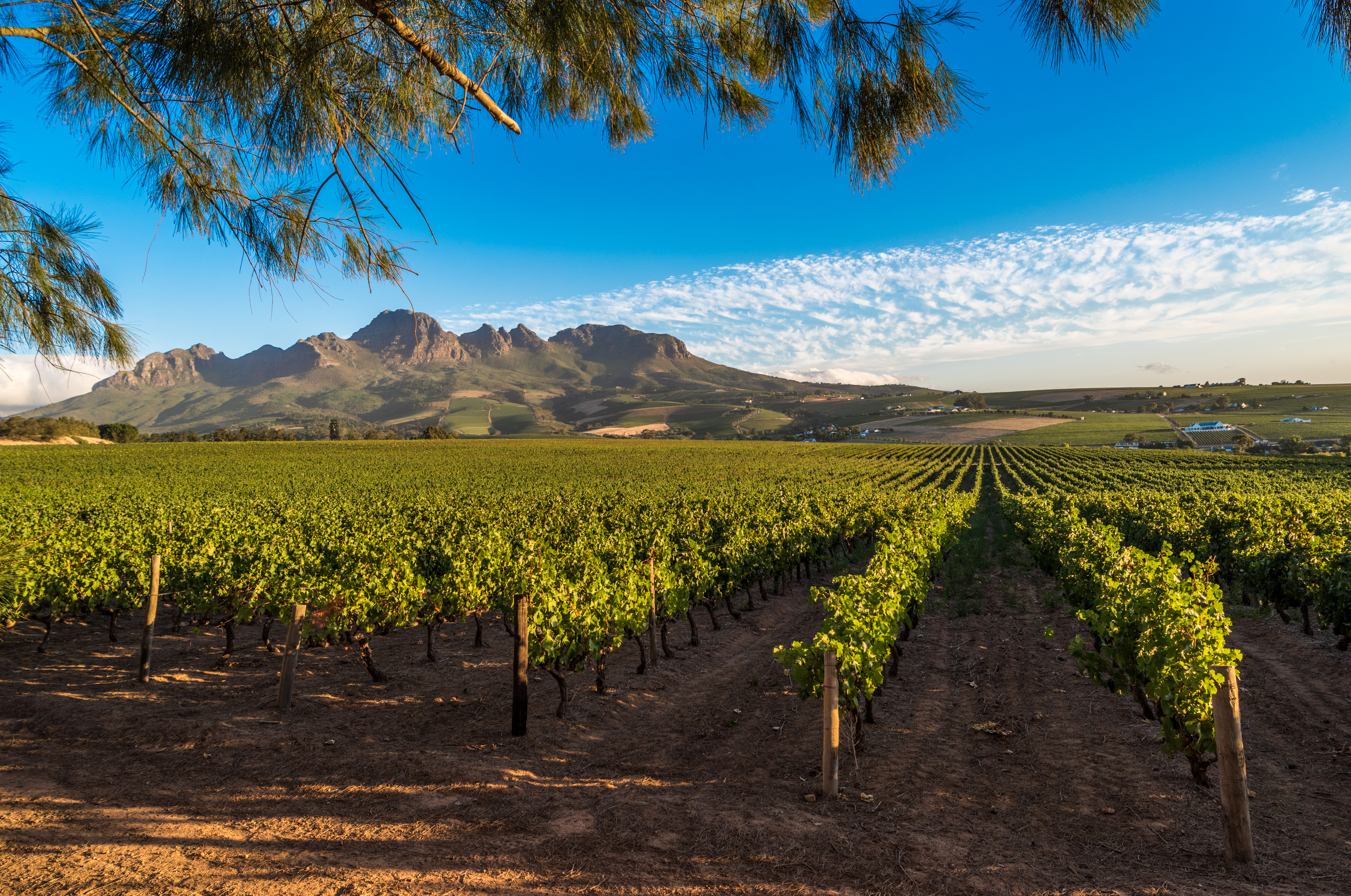 Cape Town Winelands | South Africa Holidays | The Ultimate Travel Company