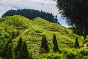 Darjeeeling | Luxury India Holidays | The Ultimate Travel Company