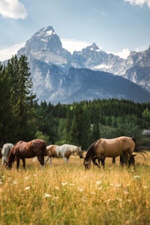 Ranches | USA | Ultimate Travel Company