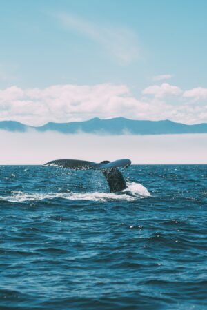 Whale Tail Popping Out of the Water in Tofino and Vancouver Island | Luxury Canada Holidays | The Ultimate Travel Company