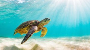 Sea Turtle Seen Underwater on a Galapagos Islands Holiday | Galapagos Islands | The Ultimate Travel Company
