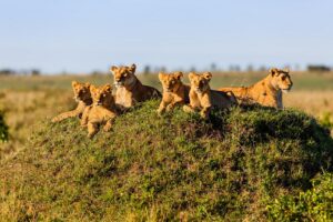 Two Lionesses with Four Cubs on a Termite Hill in the Maasai Mara | Kenya Safari Holidays | The Ultimate Travel Company