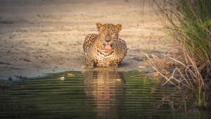 Leopard Drinking From the Water in Sri Lanka's National Parks | Sri Lanka Holidays | The Ultimate Travel Company