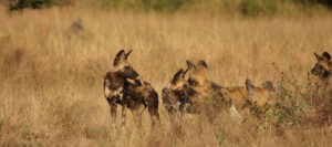 Madikwe | Wild Dogs | Ultimate Travel Company