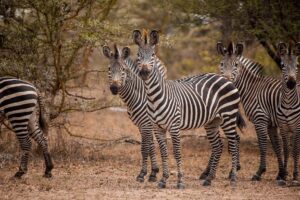 Zebras in Nyerere National Park, previously Selous Game Reserve | Tanzania Safaris | Tanzania Holidays | The Ultimate Travel Company