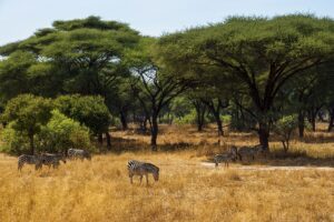 Wild Zebras Grazing on the Savannah in Ruaha National Park | Kenya Safari Holidays | The Ultimate Travel Company