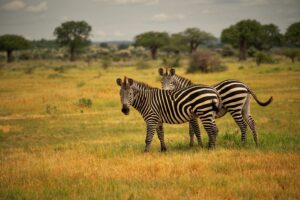 Zebras in Ruaha National Park | Tanzania Safaris | Tanzania Holidays | The Ultimate Travel Company