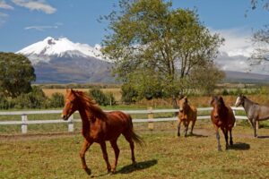 Hacienda San Augustin De Callo, Cotopaxi | The Ultimate Travel Company
