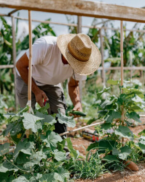 Blue Palace, Elounda, Crete | Greece | Man checking with vegetables | The Ultimate Travel Company