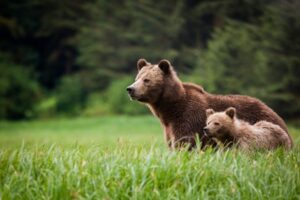 Two Bears Seen From Knight Inlet Lodge | Luxury Canada Holidays | The Ultimate Travel Company