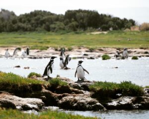 Penguins at Bahia Bustamante, Patagonia | Luxury Argentina Holidays | The Ultimate Travel Company