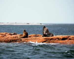Seals at Bahia Bustamante, Patagonia | Luxury Argentina Holidays | The Ultimate Travel Company